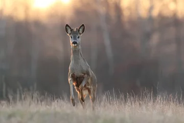 Fotobehang Ree Sarna europejska (Capreolus capreolus) roe deer  © Bartosz Rakoczy