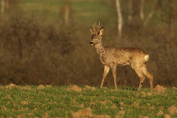 Sarna europejska (Capreolus capreolus) roe deer © Bartosz Rakoczy