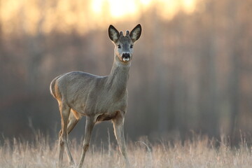 Sarna europejska (Capreolus capreolus) roe deer