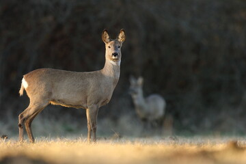 Sarna europejska (Capreolus capreolus) roe deer © Bartosz Rakoczy