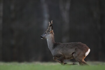 Sarna europejska (Capreolus capreolus) roe deer © Bartosz Rakoczy
