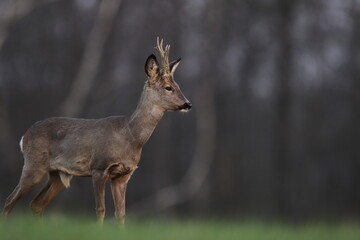 Sarna europejska (Capreolus capreolus) roe deer © Bartosz Rakoczy