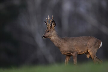 Sarna europejska (Capreolus capreolus) roe deer © Bartosz Rakoczy