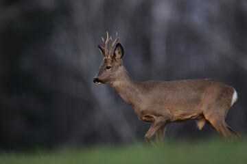 Sarna europejska (Capreolus capreolus) roe deer © Bartosz Rakoczy