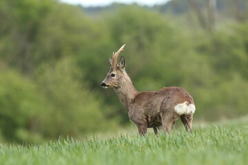 Sarna europejska (Capreolus capreolus) roe deer © Bartosz Rakoczy