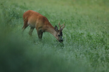 Sarna europejska (Capreolus capreolus) roe deer © Bartosz Rakoczy