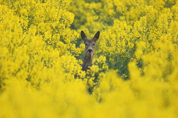 Sarna europejska (Capreolus capreolus) roe deer © Bartosz Rakoczy