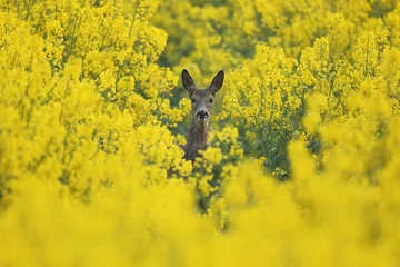 Fotobehang Ree Sarna europejska (Capreolus capreolus) roe deer  © Bartosz Rakoczy