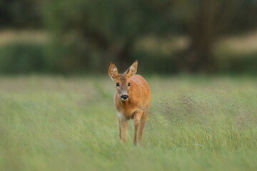 Sarna europejska (Capreolus capreolus) roe deer © Bartosz Rakoczy