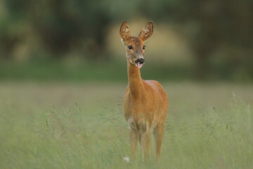 Sarna europejska (Capreolus capreolus) roe deer © Bartosz Rakoczy