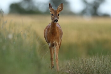 Sarna europejska (Capreolus capreolus) roe deer © Bartosz Rakoczy