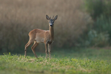 Sarna europejska (Capreolus capreolus) roe deer