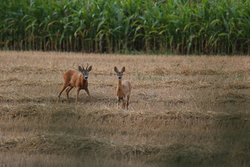 Sarna europejska (Capreolus capreolus) roe deer