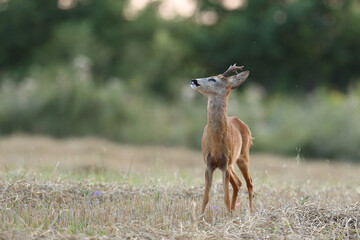 Sarna europejska (Capreolus capreolus) roe deer © Bartosz Rakoczy