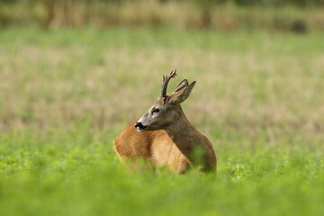 Sarna europejska (Capreolus capreolus) roe deer © Bartosz Rakoczy
