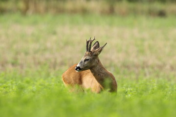 Sarna europejska (Capreolus capreolus) roe deer © Bartosz Rakoczy