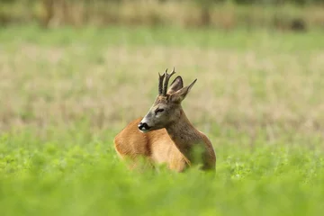 Fotobehang Sarna europejska (Capreolus capreolus) roe deer © Bartosz Rakoczy
