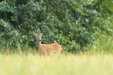 Sarna europejska (Capreolus capreolus) roe deer © Bartosz Rakoczy