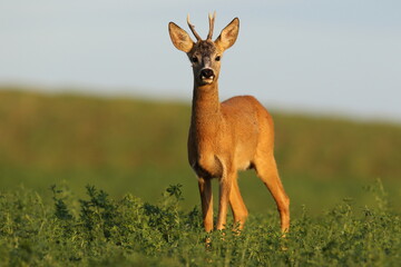 Sarna europejska (Capreolus capreolus) roe deer © Bartosz Rakoczy