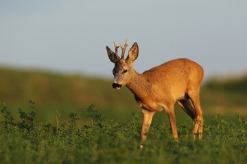 Sarna europejska (Capreolus capreolus) roe deer © Bartosz Rakoczy