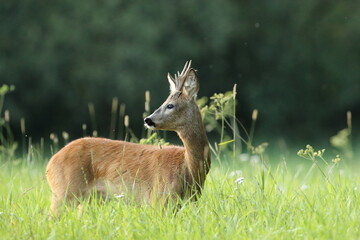 Sarna europejska (Capreolus capreolus) roe deer © Bartosz Rakoczy