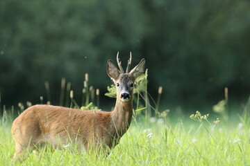 Sarna europejska (Capreolus capreolus) roe deer © Bartosz Rakoczy