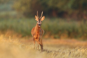 Sarna europejska (Capreolus capreolus) roe deer © Bartosz Rakoczy