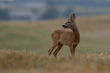 Sarna europejska (Capreolus capreolus) roe deer © Bartosz Rakoczy