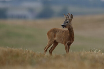 Sarna europejska (Capreolus capreolus) roe deer © Bartosz Rakoczy