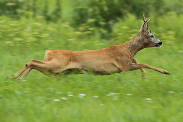Sarna europejska (Capreolus capreolus) roe deer © Bartosz Rakoczy
