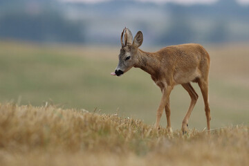 Sarna europejska (Capreolus capreolus) roe deer © Bartosz Rakoczy