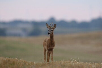 Sarna europejska (Capreolus capreolus) roe deer © Bartosz Rakoczy