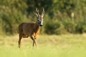 Sarna europejska (Capreolus capreolus) roe deer © Bartosz Rakoczy