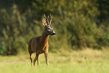 Sarna europejska (Capreolus capreolus) roe deer © Bartosz Rakoczy
