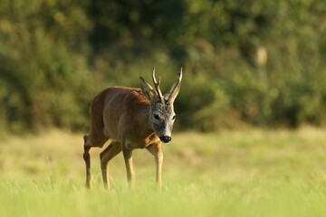 Sarna europejska (Capreolus capreolus) roe deer © Bartosz Rakoczy