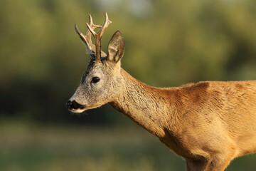 Sarna europejska (Capreolus capreolus) roe deer © Bartosz Rakoczy