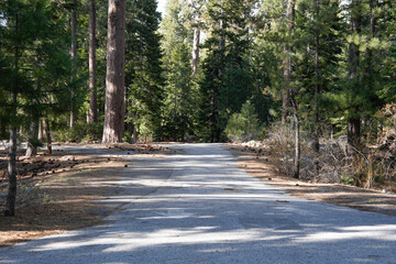 Serene, paved path stretches through a dense forest, surrounded by tall trees and dappled sunlight, inviting a peaceful walk or ride.