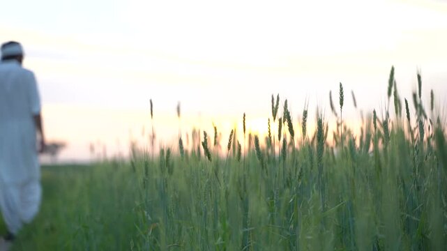 Sunset over a wheat field in what appears to be Pakistan or India, with a traditional farmer walking away. Peaceful rural scene.