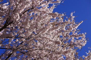cherry tree blossom