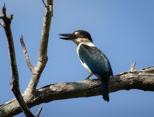 A Torresian Kingfisher perched in a tree