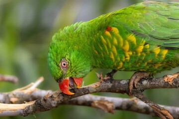 A Scaly-breasted Lorikeet chewing on a branch