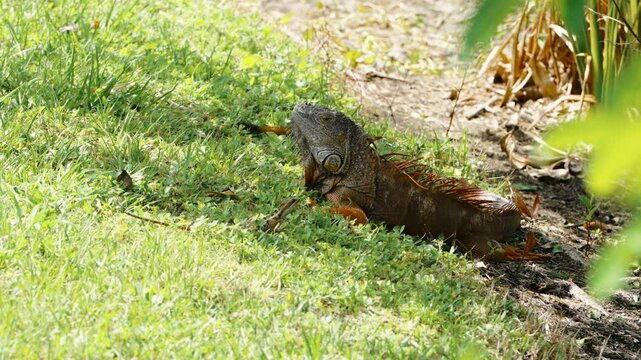 iguana