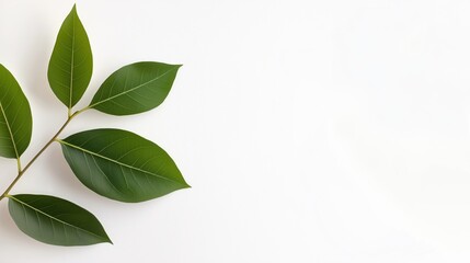 Realistic shadow from plant leaf on white background creating a serene, minimalistic aesthetic for nature lovers