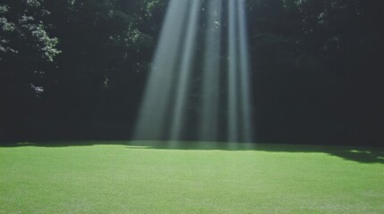 Sunlight streams through trees onto a vibrant green lawn