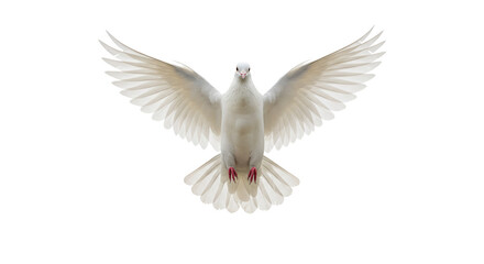 Obraz premium White dove in flight, wings spread wide.