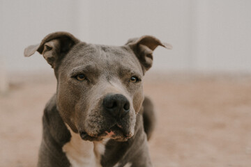 american staffordshire terrier