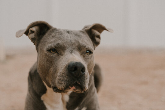 american staffordshire terrier