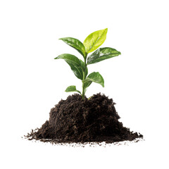 Young Plant Sprouting from Rich Soil against a Transparent Background