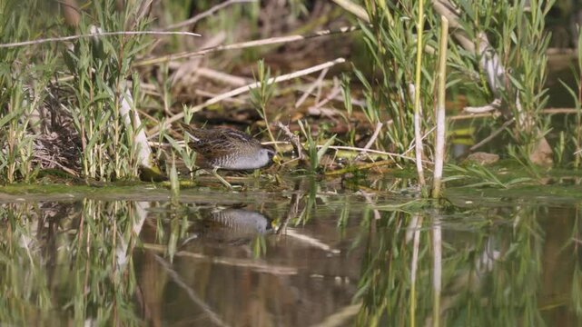 A short 4k video of a Sora Rail foraging for seeds on a sunny spring day at the marshy waters edge among willow stems on LaVerkin Creek in Confluence Park Utah, USA.
