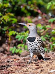 A Northern Flicker (Colaptes auratus) stands alert on the ground at the edge of a garden bed